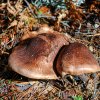 Tricholoma imbricatum